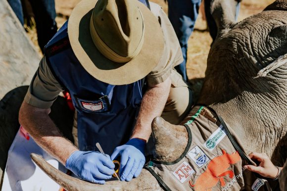 Why conservationists are making rhinos radioactive